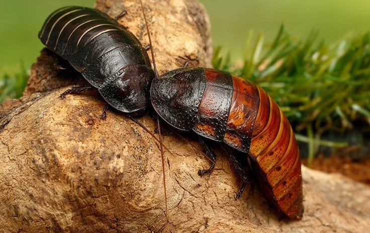 Madagascar Hissing Cockroach Identification Nassau Suffolk County