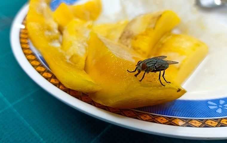 House fly crawling on food on a plate