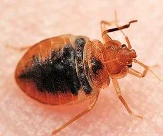 close up image of bed bug on skin