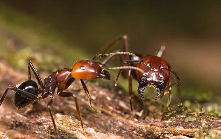 two big headed ants