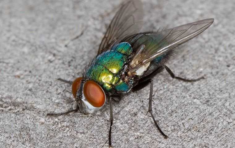 Close up of a blow fly on a kitchen counter