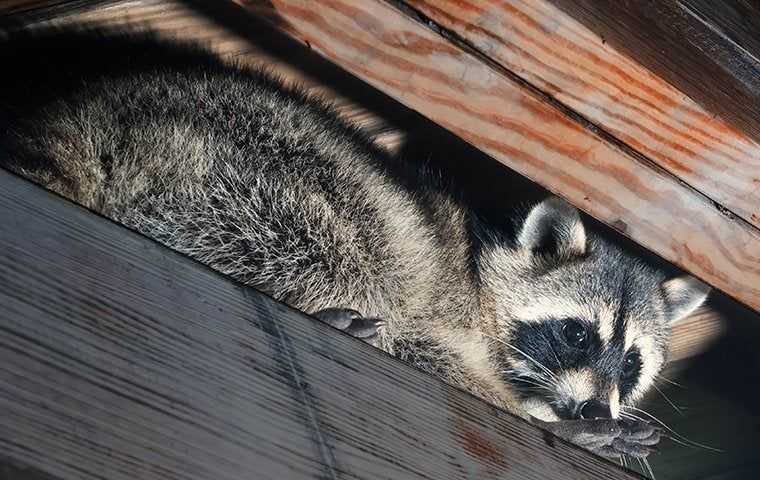 Raccoon in a Brooklyn attic